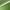 Spirit Green